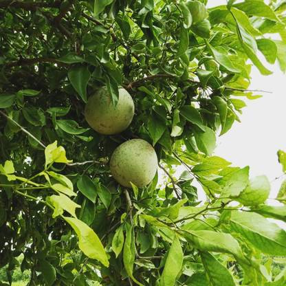 Fruit Bel Patra Tree Leaf Stock Photo 1446048080 Shutterstock ...