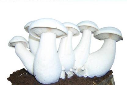 Shroomness Milky Mushroom Spawn (700g), 2 x 100 g Mushroom Cultivation Suppliment Seed Price in India - Buy Shroomness Milky Mushroom Spawn (700g), 2 x 100 g Mushroom Cultivation Suppliment Seed online at Flipkart.com