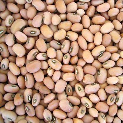 Original Pack 15 Red Cowpea Seeds Asparagus Bean Organic Original Pack 15 Red Cowpea Seeds Asparagus Bean Organic