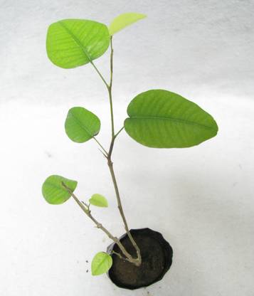 Vamsha Nature Care Live Red Chandan Sandal Wood Plant Price In India Buy Vamsha Nature Care Live Red Chandan Sandal Wood Plant Online At Flipkart Com Vamsha Nature Care Live Red Chandan Sandal Wood Plant Price In India Buy Vamsha Nature Care Live Red Chandan Sandal Wood Plant Online At Flipkart Com