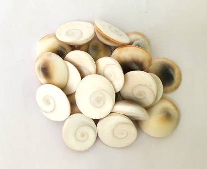 Djuize Energized Seashell Gomati Chakra for Lakshmi Pooja,and ...