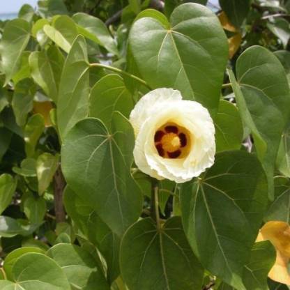 ficus religiosa flower