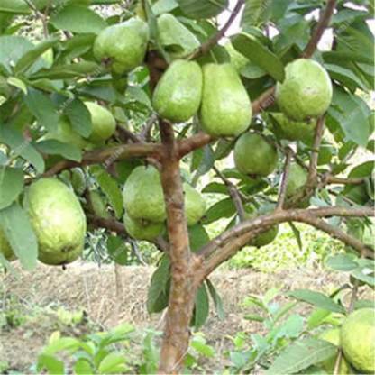 M Technologies Guava Plant Price In India Buy M Technologies Guava Plant Online At Flipkart Com