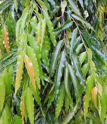 Trothic Ashok Plant Price In India Buy Trothic Ashok Plant Online At Flipkart Com