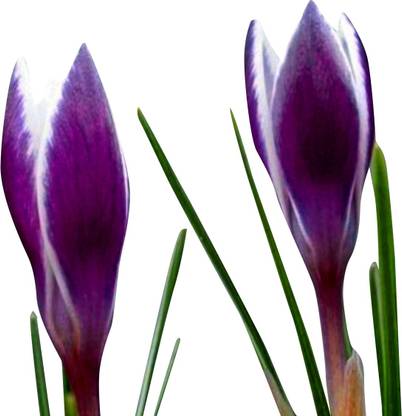 Futaba Saffron Flower Saffron Crocus Floresling Seeds Purple 20pcs Seed Price In India Buy Futaba Saffron Flower Saffron Crocus Floresling Seeds Purple 20pcs Seed Online At Flipkart Com