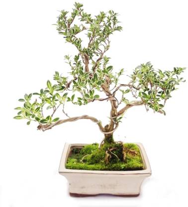 New Geeta Store bonsai hybrid fress hybrid seeds Seed