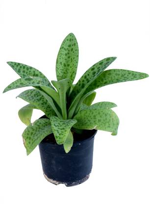 Chamunda Greens Natural Drimiopsis Maculata Live Plant Price In India Buy Chamunda Greens Natural Drimiopsis Maculata Live Plant Online At Flipkart Com Chamunda Greens Natural Drimiopsis Maculata Live Plant Price In India Buy Chamunda Greens Natural Drimiopsis Maculata Live Plant Online At Flipkart Com