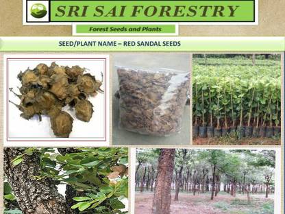 Sri Sai Forestry Red Sandalwood Lal Chandan Rakta Chandan Pterocarpus Santalinus Seed Price In India Buy Sri Sai Forestry Red Sandalwood Lal Chandan Rakta Chandan Pterocarpus Santalinus Seed Online At Flipkart Com