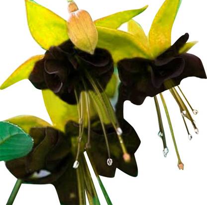 Futaba Fuchsia Flower Yellow And Black 100pcs Seed Price In India Buy Futaba Fuchsia Flower Yellow And Black 100pcs Seed Online At Flipkart Com