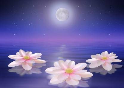 Water Lilies In The Night Moon Quotes Wall Poster Romantic Poster Moon Poster Wall Sticker Paper Poster Paper Print Nature Posters In India Buy Art Film Design Movie Music Nature And Educational Paintings Wallpapers At
