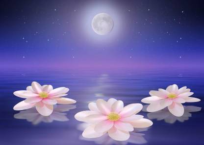 Water Lilies In The Night Moon Quotes Wall Poster Romantic Poster Moon Poster Wall Sticker Paper Poster Paper Print Nature Posters In India Buy Art Film Design Movie Music Nature And Educational Paintings Wallpapers At Water Lilies In The Night Moon Quotes Wall Poster Romantic Poster Moon Poster Wall Sticker Paper Poster Paper Print Nature Posters In India Buy Art Film Design Movie Music Nature And Educational Paintings Wallpapers At