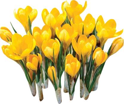 Futaba Saffron Flower Saffron Crocus Floresling Seeds Yellow 20pcs Seed Price In India Buy Futaba Saffron Flower Saffron Crocus Floresling Seeds Yellow 20pcs Seed Online At Flipkart Com