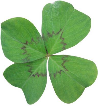 Futaba Oxalis Wood Sorrel Flower Green 1 Pcs Seed Price In India Buy Futaba Oxalis Wood Sorrel Flower Green 1 Pcs Seed Online At Flipkart Com Futaba Oxalis Wood Sorrel Flower Green 1 Pcs Seed Price In India Buy Futaba Oxalis Wood Sorrel Flower Green 1 Pcs Seed Online At Flipkart Com