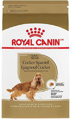 royal spaniel dog