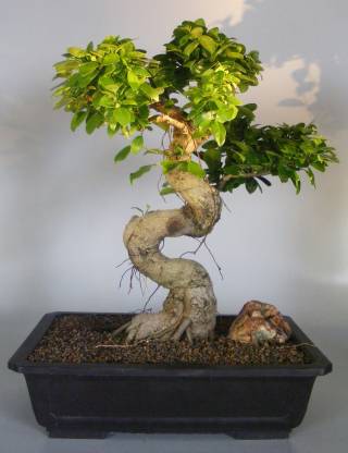 New Geeta Store bonsai hybrid fress hybrid seeds Seed