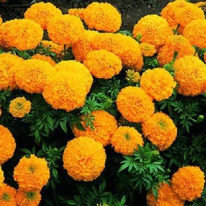TRUPHE Orange Marigold Flower Seeds, Orange Marigold Seeds, Marigold Flower Seeds Seed