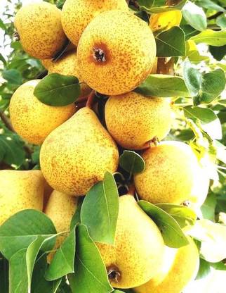 Vamsha Nature Care Pear Plant Price In India Buy Vamsha Nature Care Pear Plant Online At Flipkart Com Vamsha Nature Care Pear Plant Price In India Buy Vamsha Nature Care Pear Plant Online At Flipkart Com