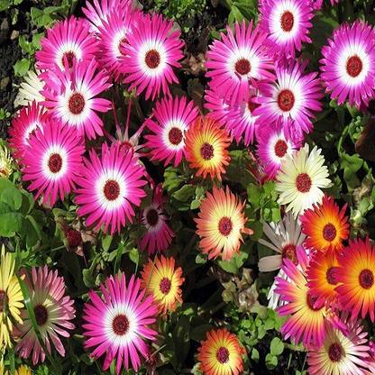 Truphe Ice Plant Flower Seeds Seed Price In India Buy Truphe Ice Plant Flower Seeds Seed Online At Flipkart Com