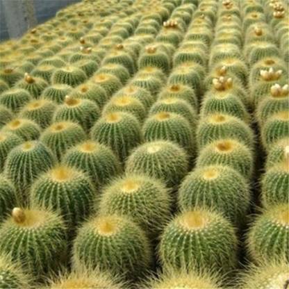 Nema Echinocactus Grusonii Golden Barrel Cactus Seed Price In India Buy Nema Echinocactus Grusonii Golden Barrel Cactus Seed Online At Flipkart Com