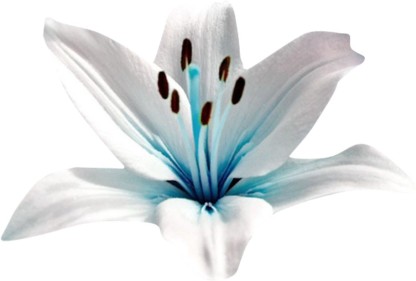 50 Pcs Blue heart Lily Seeds Potted Plants seeds Lily Flower for home-garden 