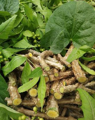 Subhadra giloy, giloy stems, neem giloy Seed Price in India - Buy Subhadra giloy, giloy stems, neem giloy Seed online at Flipkart.com
