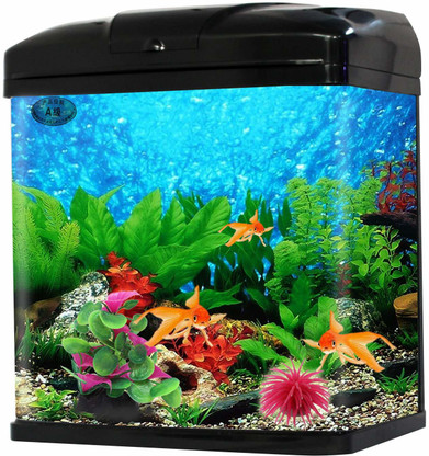 large wirehaired dog