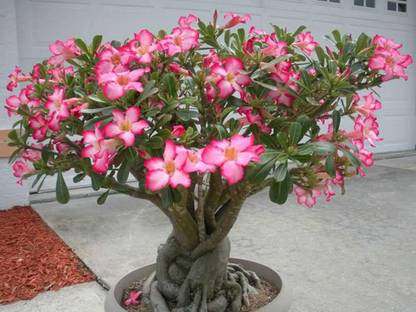 LushGreen Adenium Plant Price in India - Buy LushGreen Adenium Plant online at Flipkart.com