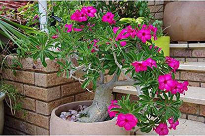 Trothic Gardens Grafted Rare Desert Rose Adenium Live Indoor Flower Plant 1 Healthy Seedling Plant Price In India Buy Trothic Gardens Grafted Rare Desert Rose Adenium Live Indoor Flower Plant 1