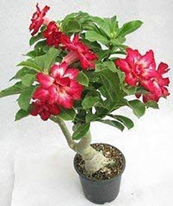 Trothic Gardens Rosy Adenium Desert Rose Grafted 1 Healthy Live Plant Price In India Buy Trothic Gardens Rosy Adenium Desert Rose Grafted 1 Healthy Live Plant Online At Flipkart Com