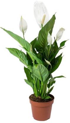 Peace lily plant care india