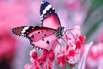 Nature Wall Poster| butterfly on the flower |High Resolution Paper Print - Nature, Decorative, Floral & Botanical posters in India - Buy art, film, design, movie, music, nature and educational paintings/wallpapers at