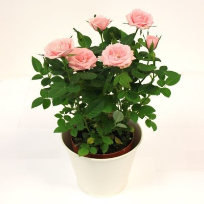 20Pcs Rose Flower Seeds Rosehip 10 Kinds Home Garden Fragrant Magnificent Plants 