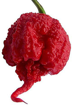 carolina reaper seeds carolina reaper seeds