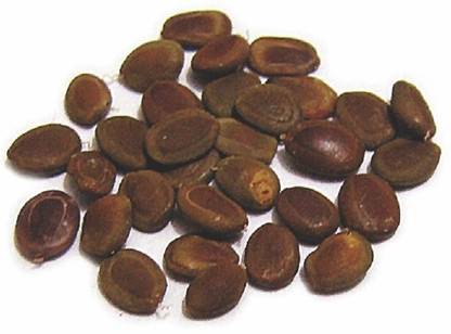Green India Acacia Leucophloea Tree Seed Ronj Seed Pack Of 250g Seed Price In India Buy Green India Acacia Leucophloea Tree Seed Ronj Seed Pack Of 250g Seed Online At Flipkart Com