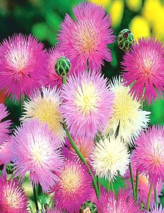 Navya Germination Sweet Sultan Beautiful Flower Seeds In Different Colors F1 Hybrid Special Pack For Your Home Plant And Gardening This Seeds Prepared Like Organic Seed Price In India Buy Navya
