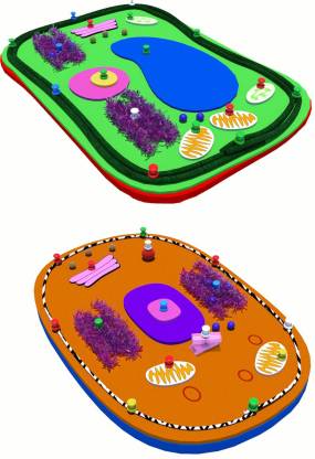 stem kraft CELL BIOLOGY : BUILD A PLANT CELL , BUILD AN ANIMAL CELL Price  in India - Buy stem kraft CELL BIOLOGY : BUILD A PLANT CELL , BUILD AN  ANIMAL