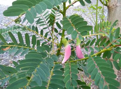 Coopany Agasthi Bokful Agathi Keerai Seeds 15 Seed Price In India Buy Coopany Agasthi Bokful Agathi Keerai Seeds 15 Seed Online At Flipkart Com