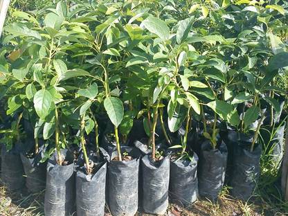Trothic Avocado Plant Price In India Buy Trothic Avocado Plant Online At Flipkart Com Very well rooted and ready to be replanted in large pot, greenhouse, or outside (if you live in zone without frosty winter). trothic avocado plant