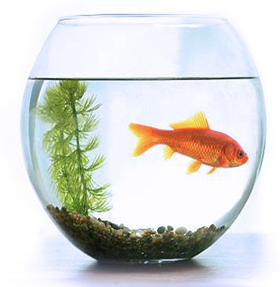 fish bowl online shopping