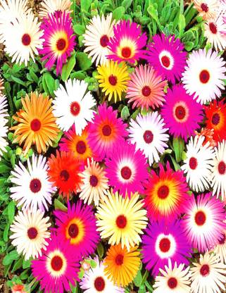 Navya Germination Ice Plant Beautiful Flower Seeds In Different Colors F1 Hybrid Special Pack For Your Home Plant And Gardening This Seeds Prepared Like Organic Seed Price In India Buy Navya