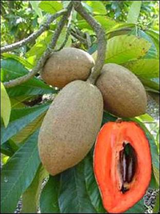 The Entacloo Chiku Plant Price In India Buy The Entacloo Chiku Plant Online At Flipkart Com The Entacloo Chiku Plant Price In India Buy The Entacloo Chiku Plant Online At Flipkart Com