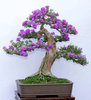 Oe Jacaranda Mimosifolia Blue Bonsai Tree Seed 10 Per Packet Seed Price In India Buy Oe Jacaranda Mimosifolia Blue Bonsai Tree Seed 10 Per Packet Seed Online At Flipkart Com