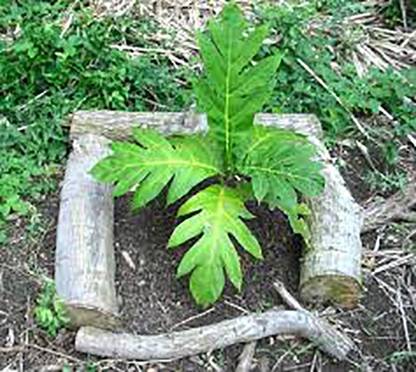 Trothic Breadfruit Plant Price in India - Buy Trothic Breadfruit Plant  online at Flipkart.com