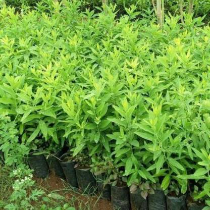 Trothic White Sandalwood Plant Price In India Buy Trothic White Sandalwood Plant Online At Flipkart Com