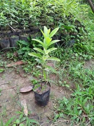 Trothic White Sandalwood Plant Price In India Buy Trothic White Sandalwood Plant Online At Flipkart Com