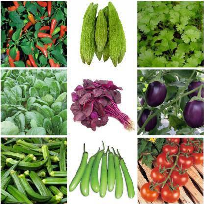 Greenery Hub Chilli Seeds Corriander Seeds Brinjal Seeds Indian Tomato Seeds Bitter Gourd Seeds Palak Red Palak Seed Price In India Buy Greenery Hub Chilli Seeds Corriander Seeds Brinjal Seeds Indian