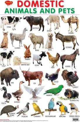 Domestic Animals And Pets Hard Laminated Educational Chart | By Sawan ...