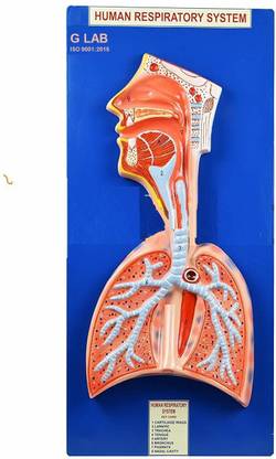 glab Human Respiratory System Model on Base Anatomical Body ...