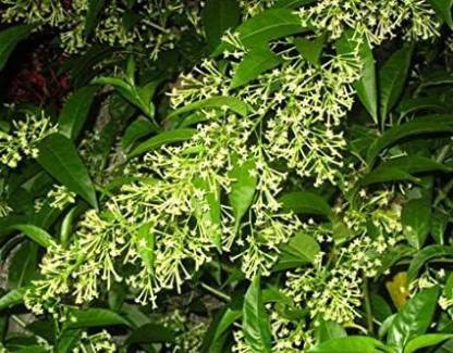 Ayush Jasmine Plant Price in India - Buy Ayush Jasmine Plant online at  Flipkart.com