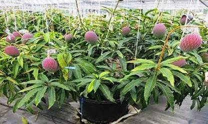 Lushgreen Mango Plant Price In India Buy Lushgreen Mango Plant Online At Flipkart Com